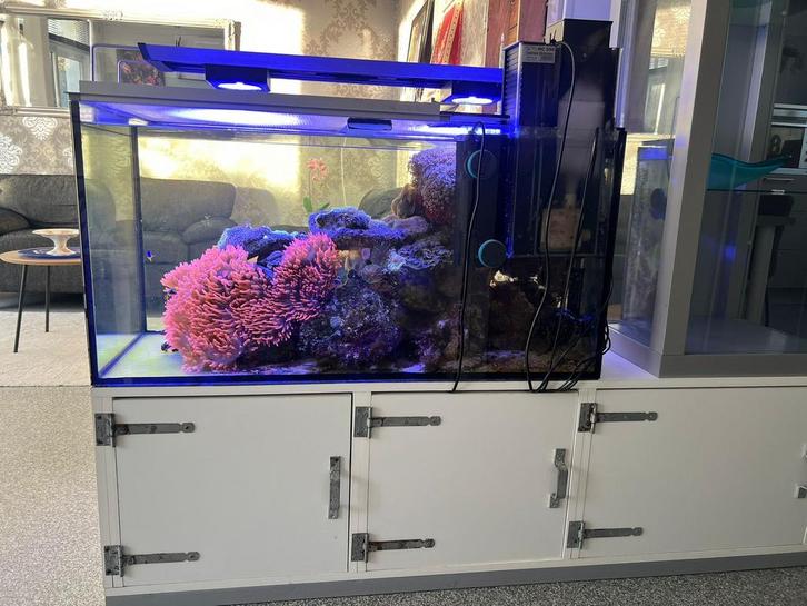 Zeeaquarium 200 liter met toebehoren, Dieren en Toebehoren, Vissen | Aquaria en Toebehoren, Gebruikt, Gevuld zeewateraquarium