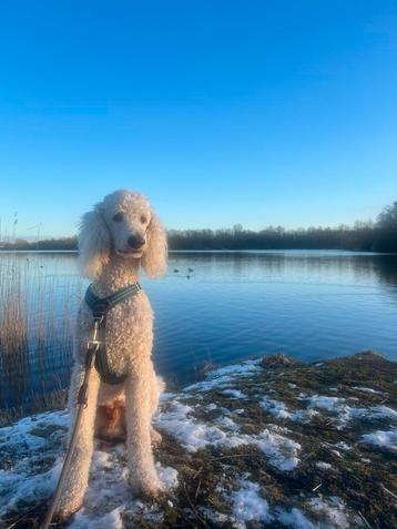 Koningspoedel dek reu (niet te koop!) beschikbaar voor biedingen