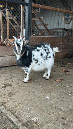 Dekbok te koop!, Dieren en Toebehoren, Mannelijk, Geit