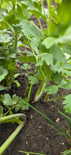 Maggie plant, Ophalen of Verzenden, Zomer