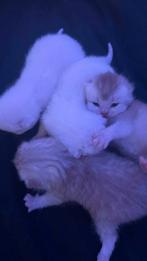 Britse Korthaar kittens, Kater, Met stamboom, 0 tot 2 jaar