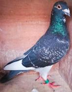 Postduif Directe zoon van :NIEK", Dieren en Toebehoren, Vogels | Duiven