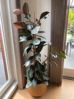 Ficus Elastica, Huis en Inrichting, Groene kamerplant, Ophalen, Ficus, 150 tot 200 cm