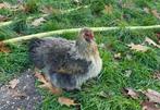 Gezocht: soortgelijke hen., Dieren en Toebehoren, Vrouwelijk, Kip