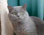 Geweldige Lilac Brits korthaar dekkater / kittens nu zelf ♡, 3 tot 5 jaar