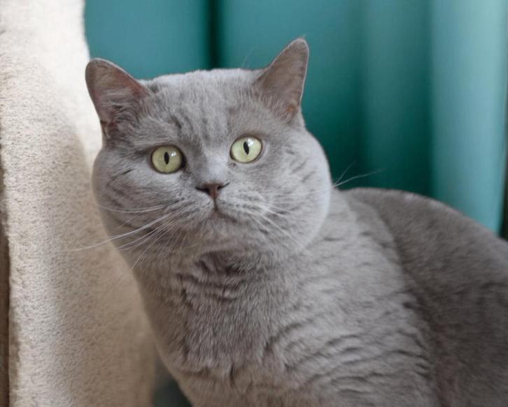 Geweldige Lilac Brits korthaar dekkater ♡♡, Dieren en Toebehoren, Katten en Kittens | Dekkaters, 3 tot 5 jaar