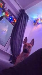 Kruising mechelse herder Amerikaanse pitbull terrier, Rabiës (hondsdolheid), 1 tot 2 jaar, Teef, Eén hond