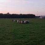 Skudde schapen, Dieren en Toebehoren, Schapen, Geiten en Varkens, Schaap