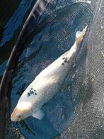 Shirro bekko  Maat 50/55 cm, Dieren en Toebehoren, Vissen | Vijvervissen, Karper of Koi