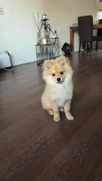 Pomriaan Teddy dog reu, Dieren en Toebehoren, Honden | Poolhonden, Keeshonden en Oertypen, Keeshond, Reu, Eén hond, Nederland