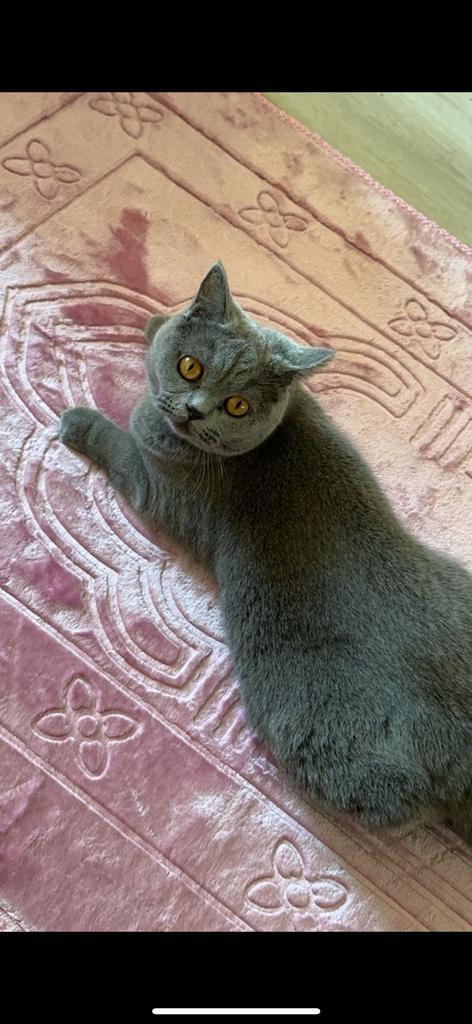 Britse korthaar inclusief elektrische kattenbak, Dieren en Toebehoren, Katten en Kittens | Raskatten | Korthaar, Poes