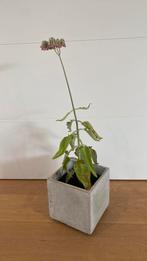 Grote mother of thousands met bloemem en zware betonnen pot, Huis en Inrichting, Kamerplanten, Ophalen, Halfschaduw, Minder dan 100 cm