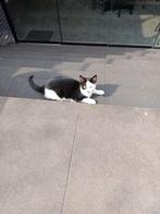 Boerderij katten, Dieren en Toebehoren, Katten en Kittens | Overige Katten, Meerdere dieren