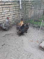 Jonge Zijdehoen Kippen, Dieren en Toebehoren, Pluimvee, Vrouwelijk, Kip