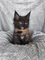 Maine coon kittens (poezen & polydactyl), Dieren en Toebehoren, Katten en Kittens | Raskatten | Langhaar, Poes, Gechipt, 0 tot 2 jaar