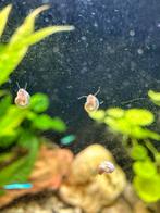 Posthorn slakjes, Dieren en Toebehoren, Vis