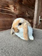 Lieve NHD konijntjes te koop, Dieren en Toebehoren, Konijnen, Meerdere dieren, Dwerg, Hangoor, 0 tot 2 jaar