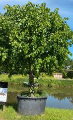 Leilinde mooie zware dikke bomen nu te planten, Tuin en Terras, Planten | Bomen, Ophalen of Verzenden, Volle zon, Overige soorten