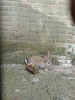 Jonge Vlaamse/Duitse reus ram te koop, Dieren en Toebehoren, Konijnen, Mannelijk, Groot