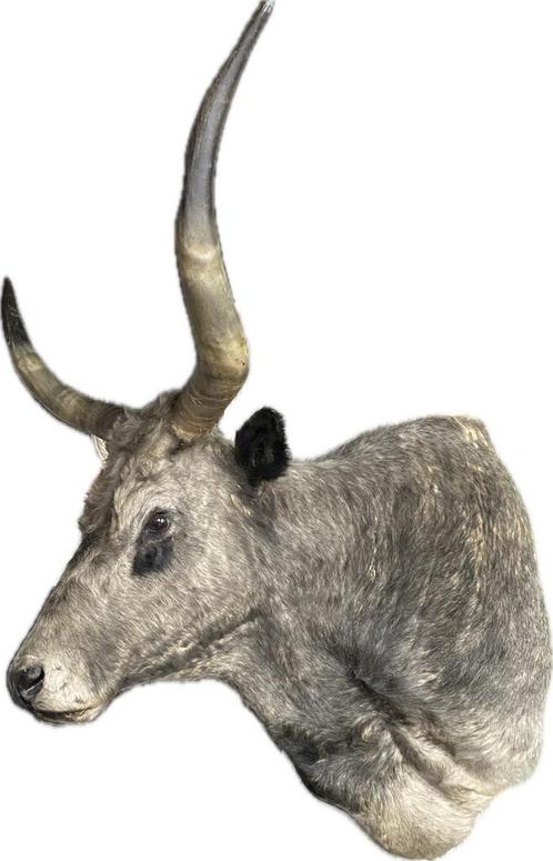 Koe Steppenrund Hongarije Megagroot, Verzamelen, Dierenverzamelingen, Zo goed als nieuw, Beeldje of Figuurtje, Ophalen