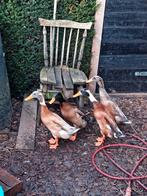 Loopeend, Mannelijk, Eend