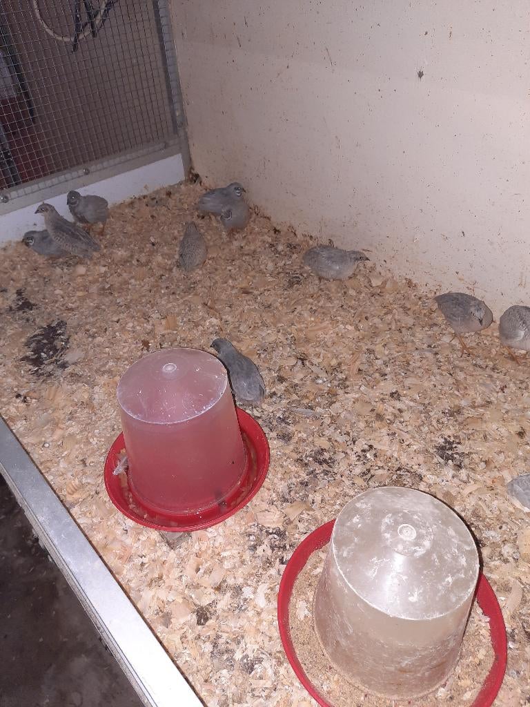 Chinese kwartels in allerlei kleuren, Dieren en Toebehoren, Pluimvee, Overige soorten, Meerdere dieren