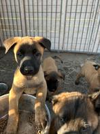 Mechelse herder pups, Dieren en Toebehoren, Honden | Herdershonden en Veedrijvers, Reu, 8 tot 15 weken, Meerdere, Herder