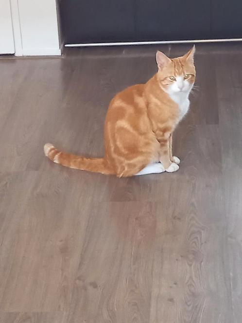 Vermist! Lingewijk in Gorinchem, Dieren en Toebehoren, Vermiste en Gevonden Dieren