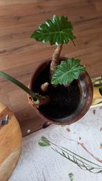Olifantsoor / Alocasia plant, Ophalen, Halfschaduw, Minder dan 100 cm