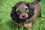 Teckel dwerg langhaar bij ons geboren.💖💖💖, Dieren en Toebehoren, België, Reu, 8 tot 15 weken, Dwerg