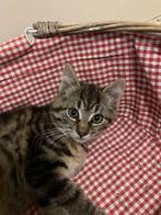 Lieve boerderijkittens, tijgertjes (poesjes + katertje), Dieren en Toebehoren, Katten en Kittens | Overige Katten, Meerdere dieren