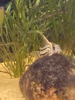 5 stuks wildvang Corydoras (Hoplisoma) CW028 Super Schwartzi, Vis, Zoetwatervis, Schoolvis