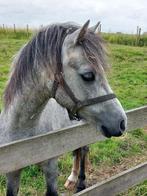 Verzorgpony/lease pony, Dieren en Toebehoren, Ophalen of Verzenden