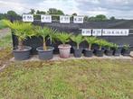 Winterharde Palmboom/Palmbomen Trachycorpus Fortunei, Tuin en Terras, Planten | Bomen, 100 tot 250 cm, Zomer, Palmboom, Ophalen