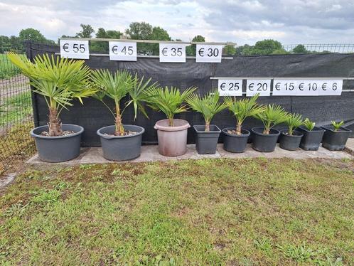 Winterharde Palmboom/Palmbomen Trachycorpus Fortunei, Tuin en Terras, Planten | Bomen, Palmboom, 100 tot 250 cm, Volle zon, Zomer