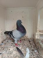 Balear duivin, Dieren en Toebehoren, Vogels | Duiven, Vrouwelijk