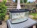 Gratis Aquarium / Terrarium, Dieren en Toebehoren, Ophalen, Gebruikt, Leeg aquarium