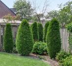 Smaragd boom, Tuin en Terras, Planten | Bomen, Ophalen, Volle zon, Overige soorten