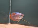 Dwerggourami neon (Trichogaster lalius), Dieren en Toebehoren, Vis, Zoetwatervis