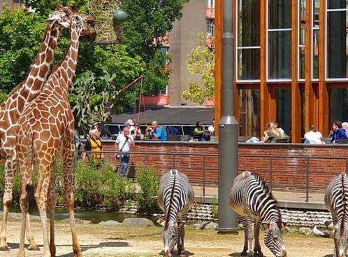 20% korting bij ARTIS -park, Tickets en Kaartjes, Recreatie | Dierentuinen, Drie personen of meer, Kortingskaart