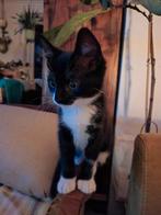 Kittens  maincoon/Noorse boskat/?.   zwart wit, bont, Meerdere dieren, 0 tot 2 jaar