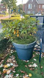 Rhododendron in pot, Tuin en Terras, Planten | Tuinplanten, Ophalen of Verzenden, Overige soorten, Halfschaduw