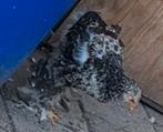 Brahma kippenkuikens, Dieren en Toebehoren, Meerdere dieren, Kip