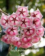 Hoya archboldiana pink flower nr 2, Overige soorten, In pot, Minder dan 100 cm, Bloeiende kamerplant