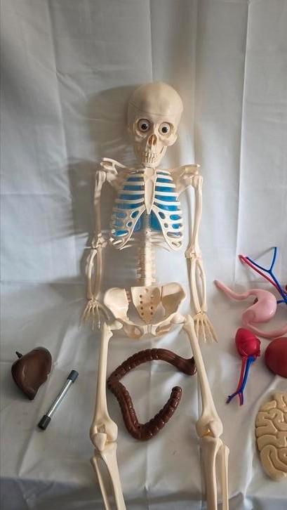 DeAgostini – Zo werkt je lichaam – skelet + organen+boeken, Hobby en Vrije tijd, Overige Hobby en Vrije tijd, Zo goed als nieuw
