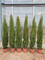 Cipres, Cupressus sempervirens, "TOTUM", Ophalen of Verzenden, Overige soorten, 100 tot 250 cm