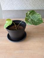 Monstera deliciosa variegata albo, Ophalen, Overige soorten, Halfschaduw, In pot