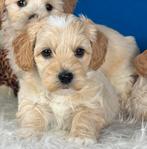 Maltipoo pups teefjes 1600 reutjes 1500€, Dieren en Toebehoren, Nederland, Overige rassen, 8 tot 15 weken, CDV (hondenziekte)