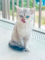 Britse korthaar DEKKATER,  Silver Tipped met blauwe ogen., Dieren en Toebehoren, Katten en Kittens | Dekkaters, 0 tot 2 jaar
