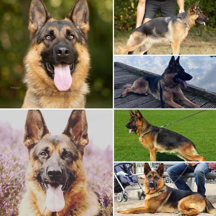 Mooie duitse herder teef, Dieren en Toebehoren, Honden | Herdershonden en Veedrijvers, Teef, Herder, Particulier, Eén hond, België